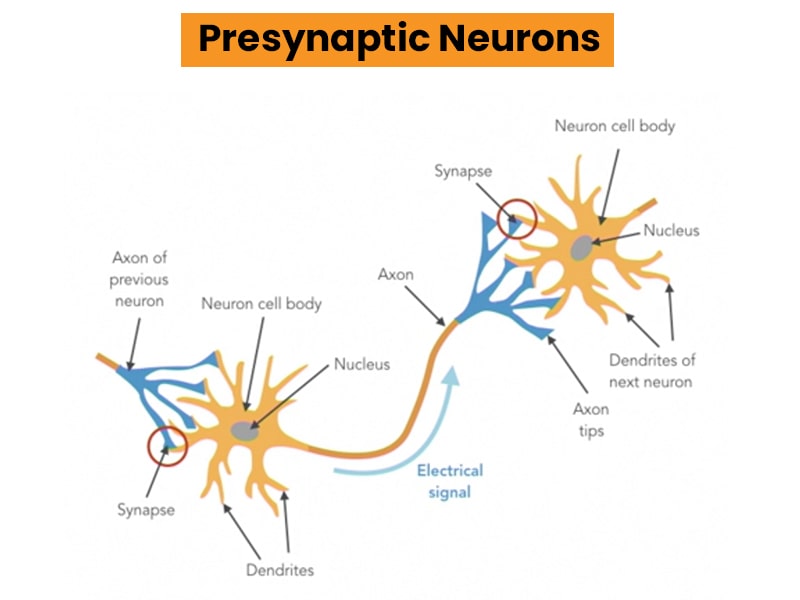 Presynaptic Neurons