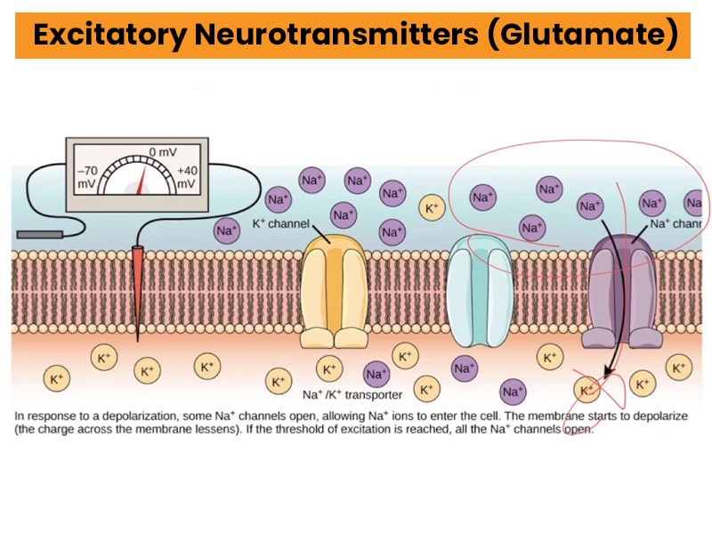 Excitatory Neurotransmitters (Glutamate)