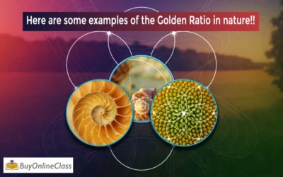 Here are some examples of the Golden Ratio in nature